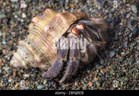 Equateur / crabe ermite du Pacifique (Coenobita compressus) sur une plage de sable, parc national de Corcovado, péninsule d'Osa, Costa Rica Banque D'Images