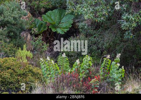 Vegetaion comprenant des feuilles énormes de (Gunnera insignis) croissant à côté du bord de cratère du volcan Irazu, 3400m Costa Rica Banque D'Images