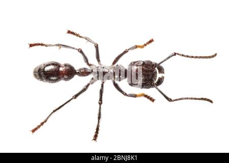 Portrait de travailleur de Bullant (Paraponera clavata), photographié (avec une extrême prudence) sur fond blanc dans un studio mobile. Caraïbes centrales f Banque D'Images