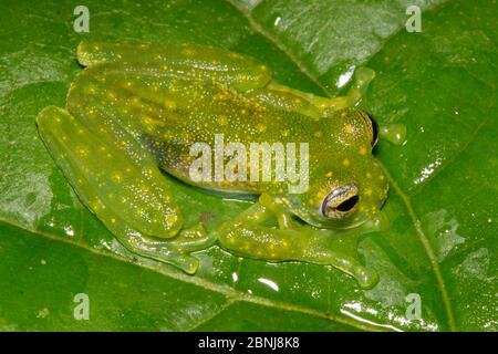 Grenouille cochran à pois blancs (Sakatamia albomaculata), contreforts du centre des Caraïbes, Costa Rica Banque D'Images