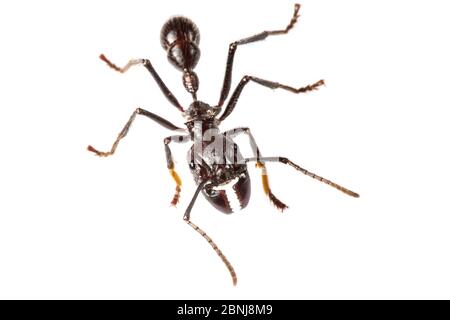 Portrait de travailleur de Bullant (Paraponera clavata), photographié (avec une extrême prudence) sur fond blanc dans un studio mobile. Caraïbes centrales f Banque D'Images