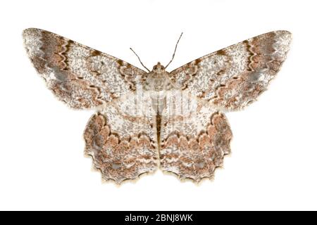 Moth (Epimis sp) photographié sur fond blanc dans un studio mobile, chaîne de montagnes de la Cordillera de Talamanca, pentes des Caraïbes, Costa Rica. Banque D'Images