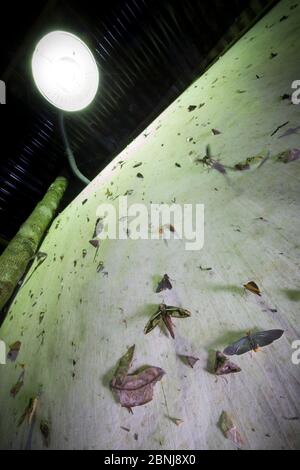 Les papillons nocturnes attirèrent la lumière piégée dans la forêt tropicale, chaîne de montagnes de la Cordillera de Talamanca, pistes des Caraïbes, Costa Rica. Banque D'Images