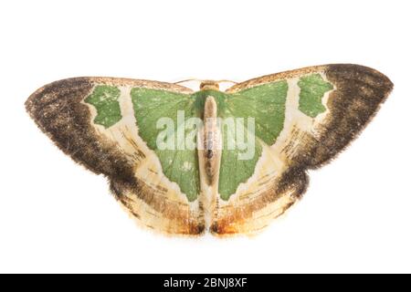 Moth (Archichlora sp) photographié sur fond blanc dans un studio mobile, chaîne de montagnes de la Cordillera de Talamanca, pentes des Caraïbes, Costa Rica Banque D'Images