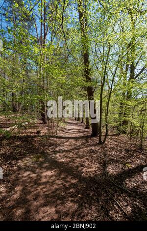 Printemps dans la forêt. Sentier forestier au soleil. Banque D'Images