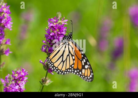 Papillon monarque (Danaus plexippus) nectarissant sur le Loosestrife pourpre dans un pré humide, East Haddam, Connecticut, États-Unis Banque D'Images