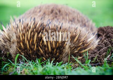 Echidna, des mangeurs de sphaix dans Mountain Valley Australie Banque D'Images