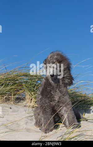 Caniche Miniature sur dune plage soulevée par le vent, Waterford, Connecticut, USA Banque D'Images