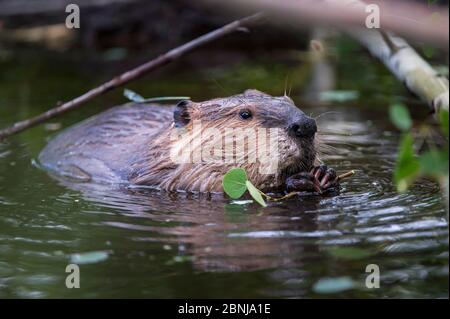 Castor nord-américain (Castor canadensis) se nourrissant de brindilles d'Aspen au bord d'un étang. Parc national de Grand Teton, Wyoming, États-Unis. Juin Banque D'Images