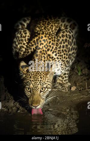 Leopard (Panthera pardus) la nuit, une femme buvant. Parc national de Luangwa Sud, Zambie. Banque D'Images