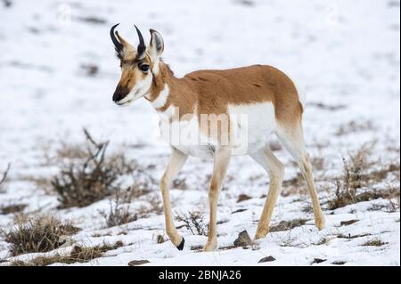 Pronghorn américain (Antilocapra americana) près de Gardiner, parc national de Yellowstone, Wyoming/Montana, États-Unis. Janvier Banque D'Images