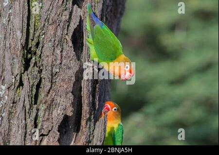 Les oiseaux de rivage de Fischer (Agapornis fischeri) sur arbre, région de Ndutu, zone de conservation de Ngorongoro NCA / Parc national Serengeti. Tanzanie. Banque D'Images