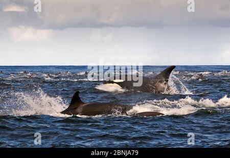 Épaulard (Orcinus orca) chasse pod dauphin commun à la surface, False Bay, Afrique du Sud, avril. Banque D'Images