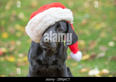 Chiot Labrador noir avec chapeau de Noël, Royaume-Uni, Europe Banque D'Images