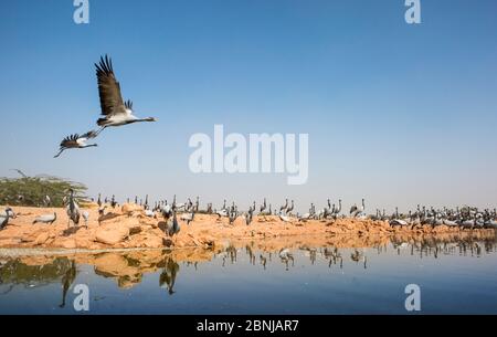 Demoiselle Crane (Anthropoides virgo) paire volant au-dessus de l'eau tandis que d'autres reposent pendant la migration hivernale, Rajasthan occidental, Inde. Décembre. Banque D'Images