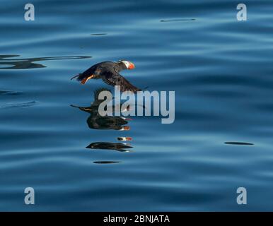 Puffin touffeté (Fratercula cirrhota), qui s'envole de l'océan Pacifique, golfe de Sitka, Alaska, États-Unis, août. Banque D'Images