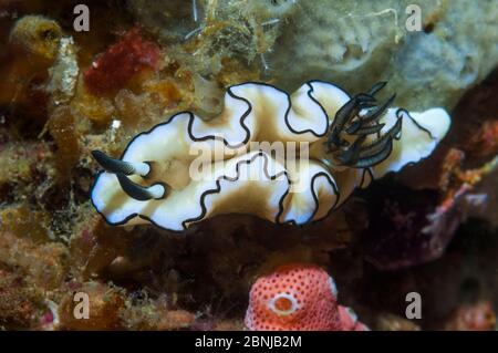 Nudibranche (Glossodoris atromarginata) Raja Ampat, Papouasie occidentale, Indonésie. Banque D'Images