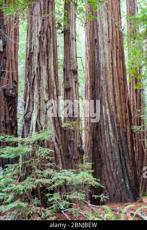 Séquoias de Californie, parc national d'Armstrong Woods, près de Guerneville, Californie, États-Unis d'Amérique, Amérique du Nord Banque D'Images