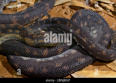 Arafura filesnake (Acrochordus arafurae) est présent en captivité dans le Queensland, en Australie. Banque D'Images