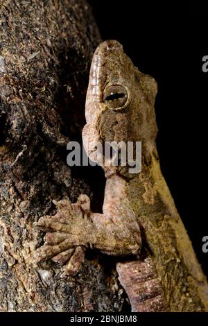 Le gecko volant de Kuhl (Ptychozoon kuhli), captif, se trouve en Asie du Sud-est. Banque D'Images