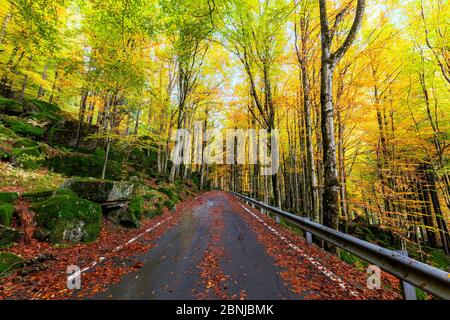 Route dans la forêt de Bagni di Masino en automne, Valmasino, Valtellina, Lombardie, Italie, Europe Banque D'Images