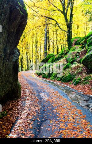 Route dans la forêt de Bagni di Masino en automne, Valmasino, Valtellina, Lombardie, Italie, Europe Banque D'Images