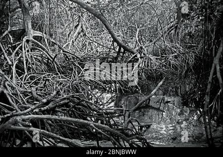 Racines aériennes de mangroves dans la zone côtière du parc national de Baluran, Indonésie. Banque D'Images