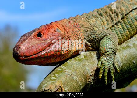 Le nord de lézard caiman (Draecena guianensis) se produit en captivité en Amérique du Sud. Banque D'Images