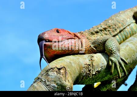 Le nord de lézard caiman (Draecena guianensis) se produit en captivité en Amérique du Sud. Banque D'Images