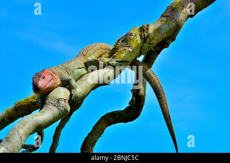 Le nord de lézard caiman (Draecena guianensis) se produit en captivité en Amérique du Sud. Banque D'Images