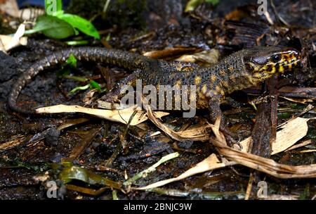 Lézard nocturne à pois jaunes (Lepidophyma flavimaculatum) captif, se trouve en Amérique centrale. Banque D'Images