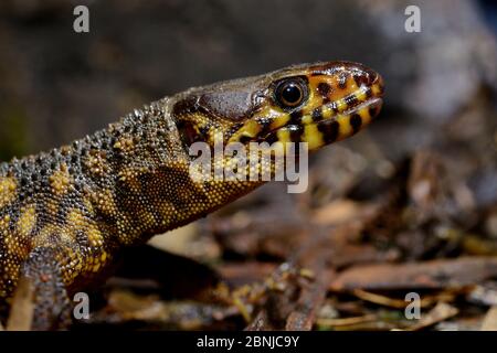 Lézard nocturne à pois jaunes (Lepidophyma flavimaculatum) captif, se trouve en Amérique centrale. Banque D'Images