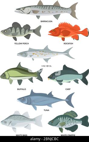 Illustrations de dessins animés de poissons d'eau douce et d'océan Illustration de Vecteur