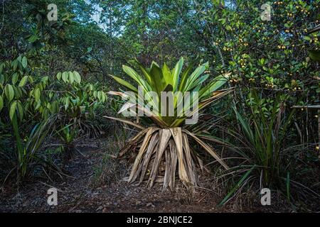 Cuve géante de broméliad (Brocchinia micrantha), chutes Kaieteur, Guyana, Amérique du Sud Banque D'Images