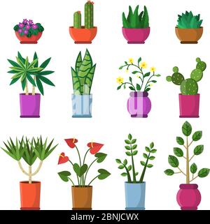 Plantes maison en pots. Illustrations vectorielles de style plat Illustration de Vecteur