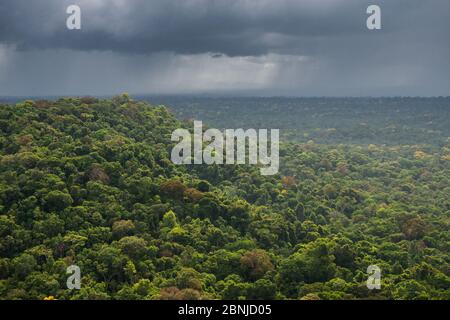 Plus de tempête de pluie, la forêt tropicale de la région de la rivière Essequibo, 9, d'Iwokrama, Guyana Rupununi, Amérique du Sud Banque D'Images