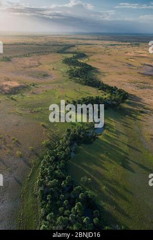 Mauritia / palmier Moriche (Mauritia flexuosa) utilisé pour chambre de chaume, sur Rurununi savane, Guyana, en Amérique du Sud Banque D'Images