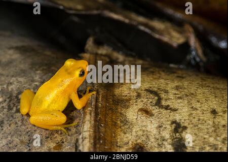 Golden / Bebbe's Rocket Frog (Anomaloglossus beebei) espèces endémiques qui vit dans les broméliades de chars géants, les chutes de Kaieteur, le parc national de Kaieteur, Essse Banque D'Images