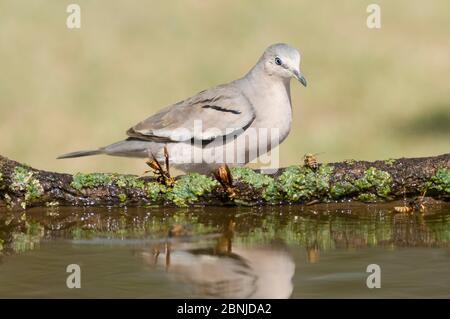 Colombe éiculée (Zenaida auriculata) par l'eau, forêt de Calden, la Pampa, Argentine Banque D'Images