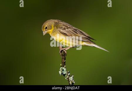 finch jaune herbacé (Sicalis luteola) la Pampa, Argentine Banque D'Images