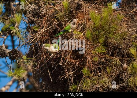 Perruques de Monk (Myoopsitta monachus) au nid dans l'arbre, forêt de Calden, la Pampa, Argentine Banque D'Images