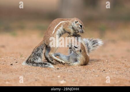 Combats de terrain d'écureuils (Xerus inauris), parc transfrontalier Kgalagadi, Cap Nord, Afrique du Sud Banque D'Images