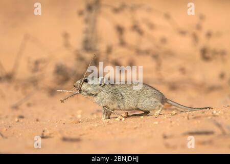 Le rat siffleur de Brant (Parotomys brantsii) qui se nourrit dans le Kalahari, le parc transfrontalier de Kgalagadi, Cap Nord, Afrique du Sud Banque D'Images