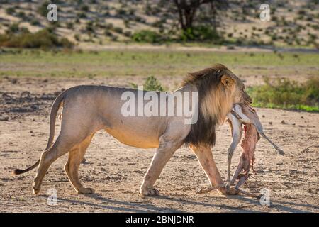 Lion (Panthera leo) mâle tuant à travers le Kalahari, Kgalagadi Transfronder Park, Cap Nord, Afrique du Sud Banque D'Images