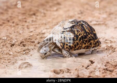 Léopard / tortue de montagne (Geochelone pardalis) boire de la flaque, parc transfrontalier Kgalagadi, Afrique du Sud Banque D'Images