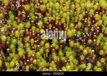 Mousse de genévrier à chapeau de cheveux (Polytrichum juniperinum) Parc national du Peak District, Derbyshire, Royaume-Uni Banque D'Images