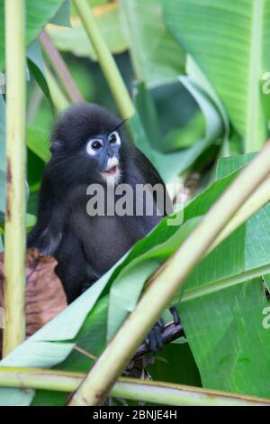 Un jeune singe feuille dusky (langur spectaculaire) (langur dusky) dans la forêt tropicale de Langkawi, en Malaisie, en Asie du Sud-est, en Asie Banque D'Images