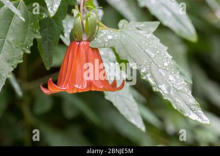 Le bellflower de l'île des Canaries (Canarina canariensis) Parc national de Garajonay, la Gomera, Îles Canaries, Espagne Banque D'Images