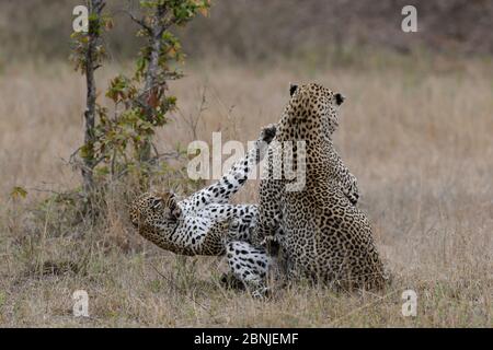 Léopards (Panthera pardus) combats à deux jeux, Réserve privée de jeux de Londolozi, Réserve de jeux de sable de Sabi, Afrique du Sud. Banque D'Images