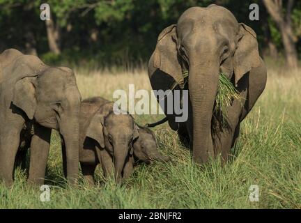 L'éléphant d'Asie (Elepha maxima), qui se nourrit de l'herbe, avec le veau, est bien protégé au milieu. Parc national Jim Corbett, Inde. Banque D'Images